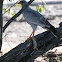Southern Pale Chanting Goshawk