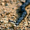 Black rat snake