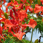 Royal Poinciana/Malinche