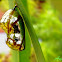 Pupa