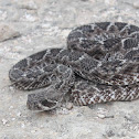 Western Diamondback Rattlesnake