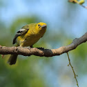 Common Iora