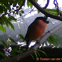 Eurasian Bullfinch