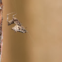 Hackled orb weavers