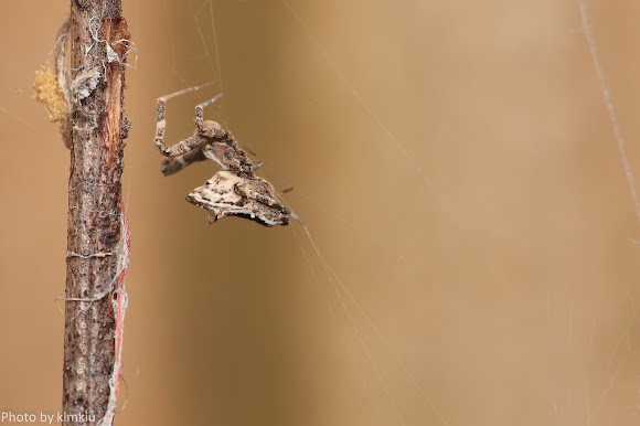 Spotting Image 1