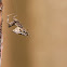Hackled orb weavers