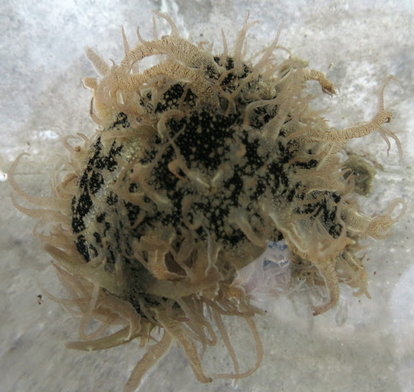 Ragged sea hare | Project Noah