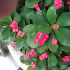 Crown of thorns