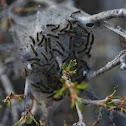Tent caterpillars