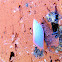 Pink Planthopper