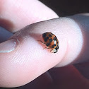 Ladybug