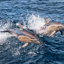 Short-Beaked Common Dolphin