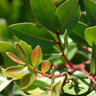 mastiekboom (Pistacia lentiscus)