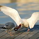 Herring Gull