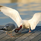 Herring Gull
