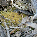 White's skink