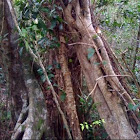 stranglers fig