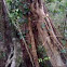 stranglers fig