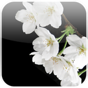 Lovely Sakura Live Wallpaper mobile app icon
