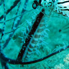 Phenacovolva sp.