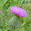 Spear Thistle 
