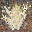 Peron's Tree Frog