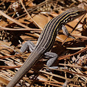 Six-lined Racerunner