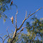 Galah Cockatoo