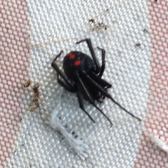 Spotting Image 1