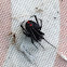 Black widow