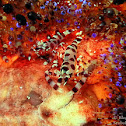 Coleman Shrimp