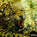 Jaguar (Onça-pintada)