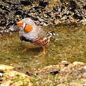 Zebra Finch