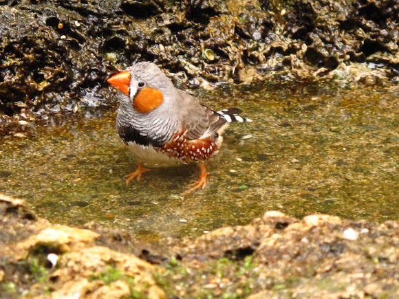 Spotting Image 1