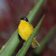 Baglafecht Weaver