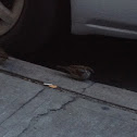 House Sparrow