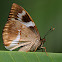 Castniomera drucei