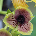 Telipogon orchid
