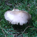 hongo