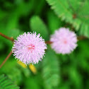 Mimosa or Makahiya