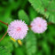 Mimosa or Makahiya