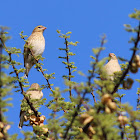 Bishop_Southern Red