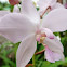 Spathoglottis Orchid
