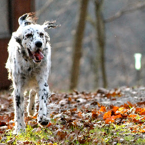 Fun day at the cabin by Susan England - Animals - Dogs Portraits