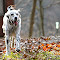 20111111_cabin november_9_16.JPG
