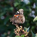 Red Admiral