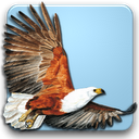 Roberts Multimedia Birds of SA mobile app icon