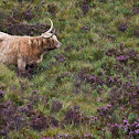 Bovino delle Highlands
