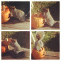 Squirel