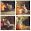 Squirel